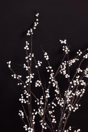 Bush branches on a black background decorated with decorative white ballsの写真素材