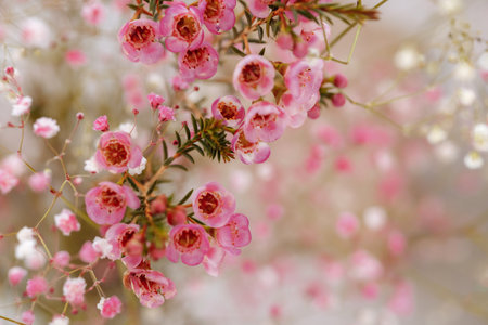 Almond blossoms over blurred nature backgroundの写真素材