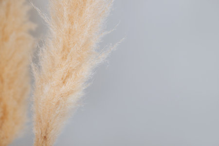 Pampas grass, close-upの写真素材