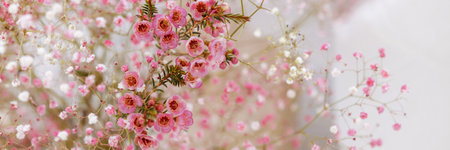 Bouquet of pale pink gypsophila flowers.の写真素材