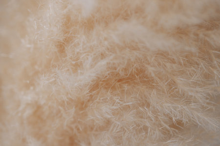 Dry pampas grass, reed close-up.の写真素材