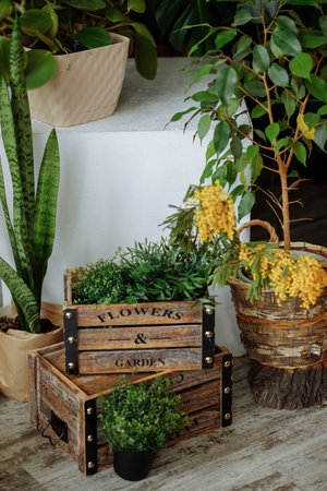 Seedling of tulip flowers in a box on a wooden box.の写真素材
