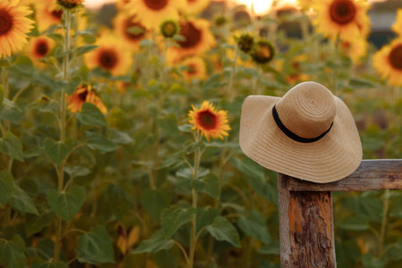 A straw hat hangs on a hedge by a sunflower fieldの写真素材