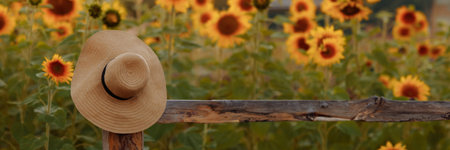 A straw hat hangs on a hedge by a sunflower fieldの写真素材