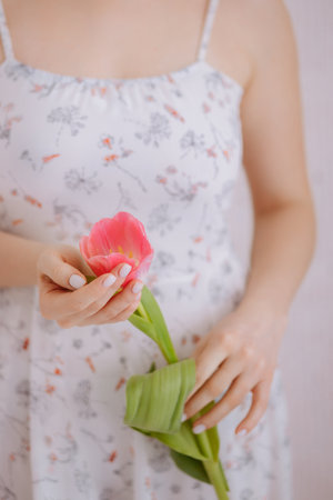 Pink tulips in the hands of a womanの写真素材