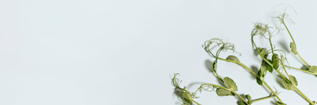Microgreen pea sprouts isolate on a white background.の写真素材