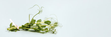 Microgreen pea sprouts isolate on a light blue background.の写真素材