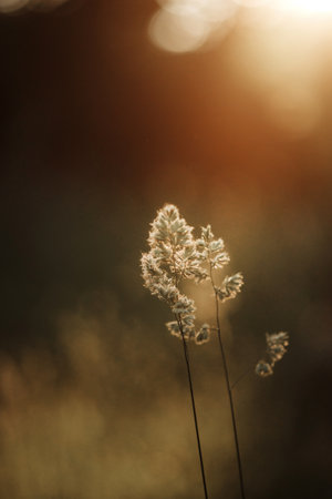 Wild field of grass on sunset, soft sun raysの写真素材
