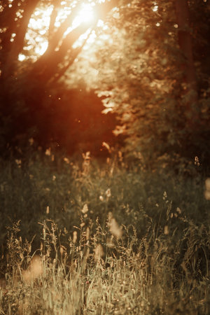 Wild field of grass on sunset, soft sun raysの写真素材