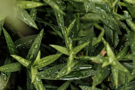 Creative layout made of tropical and palm and jungle leaves, top view, close upの写真素材