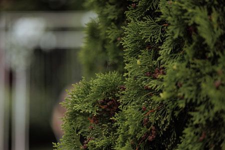 Close-up of green shrub with copy space