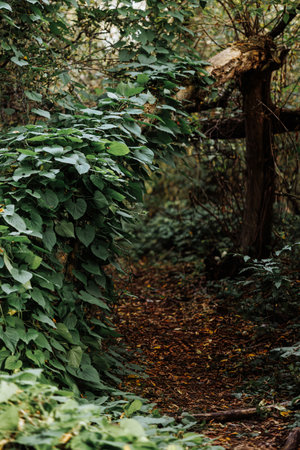 Forest path covered in fallen leavesの写真素材