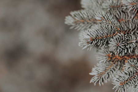 Close-up of frost-covered pine tree branchの写真素材