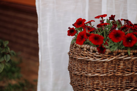 Red flowers in wicker basket, white curtain.の写真素材