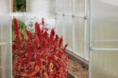 A vibrant collection of red flowering plants in a greenhouseの写真素材