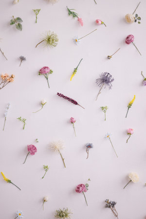 Flatlay small wildflowers uniformly on a white backgroundの写真素材