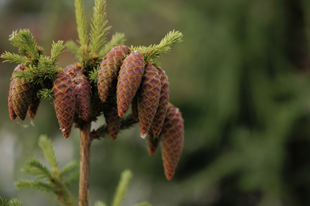 The top of a spruce tree with cones against a background of green bokeh with copy space.