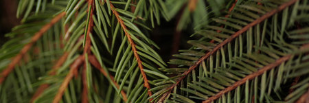 Banner background a texture spruce branches of Christmas tree for a Christmas card