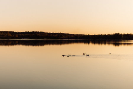 A group of ducks are swimming in a lakeの写真素材