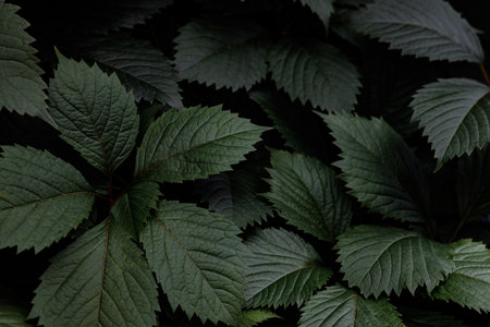 A close up of green leaves with a dark background