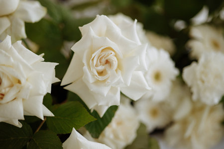 A bouquet of white roses with green leavesの写真素材