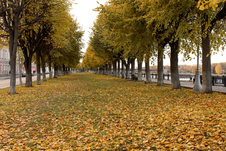Beautiful romantic alley in a park with colorful trees, autumn landscapeの写真素材