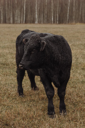 Black Aberdeen Angus bull standing in a field in autumn.の写真素材