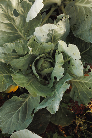 A close up of a head of cabbage with holes in it