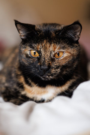 Tortoiseshell Cat Resting on a Bed. Loaf Cat.の写真素材