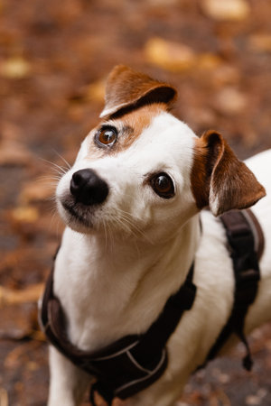 Dog standing in autumn park with colorful fallen leaves.の写真素材