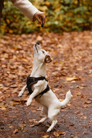 Dog standing in autumn park with colorful fallen leaves.の写真素材