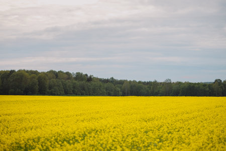 Yellow rapeseed field under cloudy sky with forest on horizon