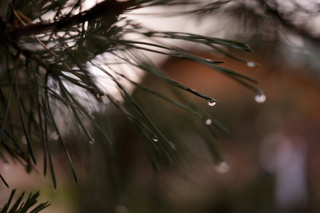 Pine needles with water drops in soft natural light and blurred background