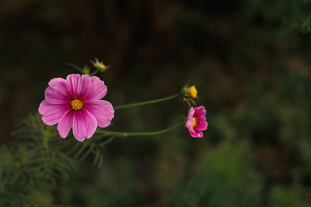 Pink cosmos flower blooming on dark green background