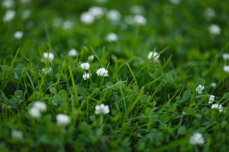 White clover flowers growing in green grassの写真素材
