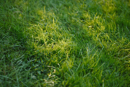 Fresh green grass lawn in sunlight outdoorsの写真素材