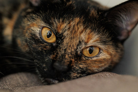 Tortoiseshell cat lying on sofa indoorsの写真素材