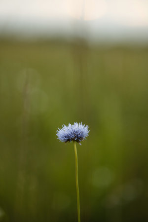 Blue Flower Centerpiece. Single Vibrant Blue Flower With Sharp Focus And Soft Backgroundの写真素材