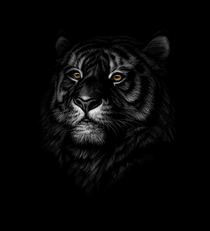 Portrait of a tiger head on a black background. Vector illustration