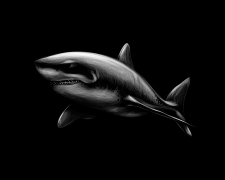 Great white shark on a black background.のイラスト素材