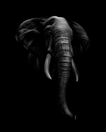 Portrait of an elephant head on a black backgroundのイラスト素材