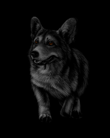 Portrait of Welsh Corgi on a black backgroundのイラスト素材