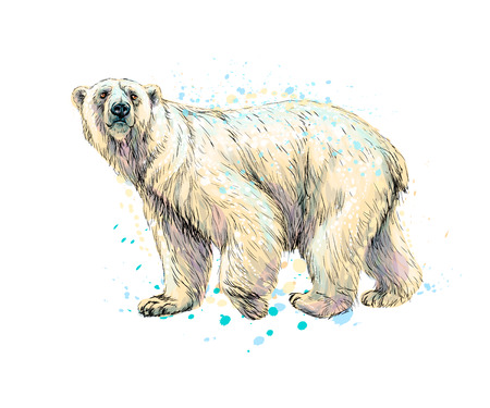 Abstract polar bear from a splash of watercolor, hand drawn sketchのイラスト素材