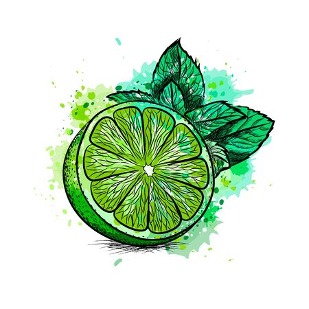 Fresh lime with leaves and mint from a splash of watercolor, hand drawn sketchのイラスト素材