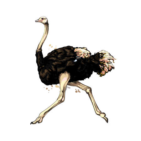 Ostrich from a splash of watercolor, colored drawing, realisticのイラスト素材