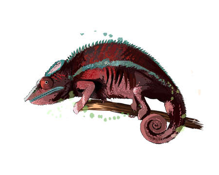 Chameleon from a splash of watercolor, colored drawing, realisticのイラスト素材