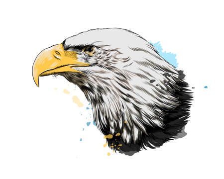 Bald eagle head portrait from a splash of watercolor, colored drawing, realisticのイラスト素材
