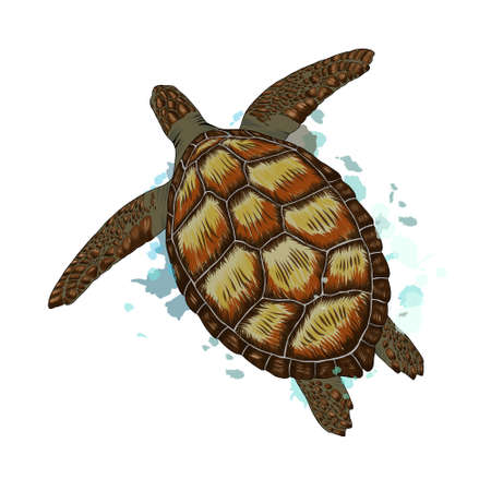 Sea turtle from a splash of watercolor, colored drawing, realistic