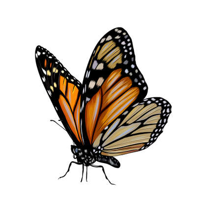 Butterfly from a splash of watercolor, colored drawing, realisticのイラスト素材