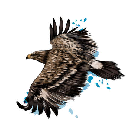 Flying steppe eagle from a splash of watercolor, colored drawing, realisticのイラスト素材